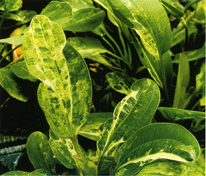 Echinodorus Marble Queen